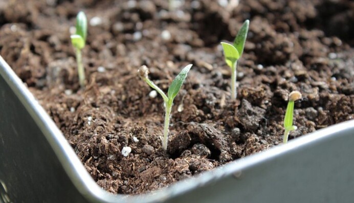 Как самостоятельно сделать идеальную землесмесь для рассады помидоров, капусты и перца