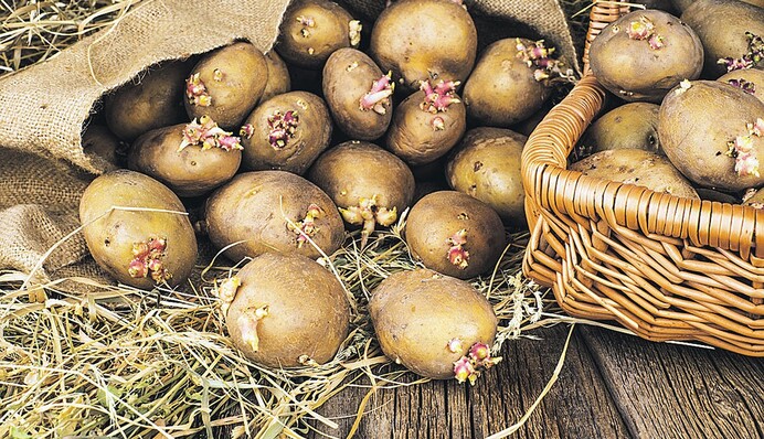 Зачем надрезать картофель перед посадкой: лайфхак опытных хозяев