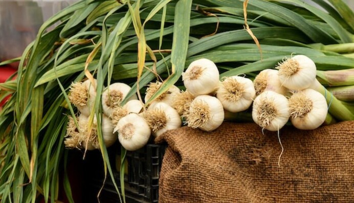 От заморозков до грибка: 7 причин пожелтения озимого чеснока на грядке