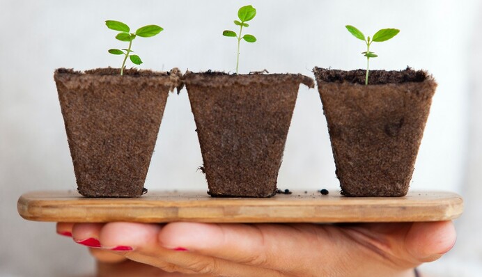 Зачем посыпать почву для рассады корицей: лайфхак опытных хозяев