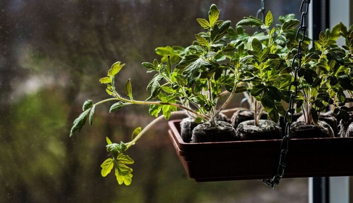 Скручиваются листья на рассаде помидоров: в чем причина и как спасти