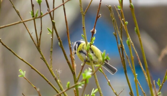 Яка погода на Теплого Олекси, то така і на Великдень буде: головні прикмети свята