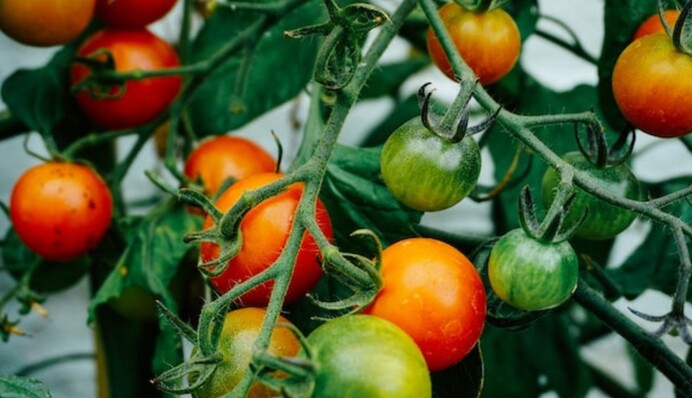 Переросла рассада помидоров: как ее спасти и сохранить до высадки в почву