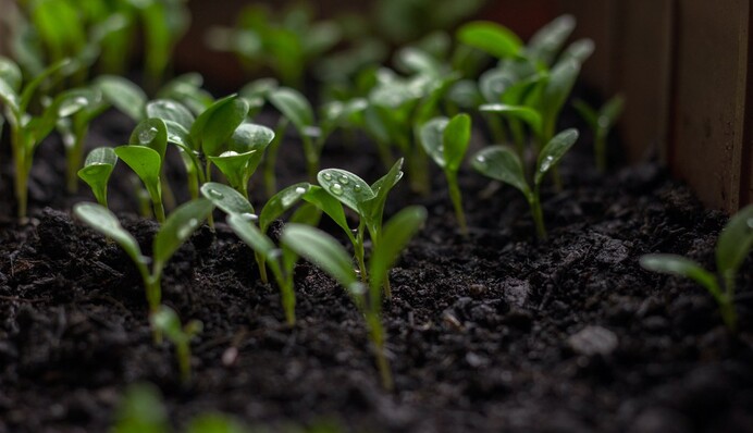 Топ-9 народних засобів для зміцнення розсади: чим поливати і підживлювати