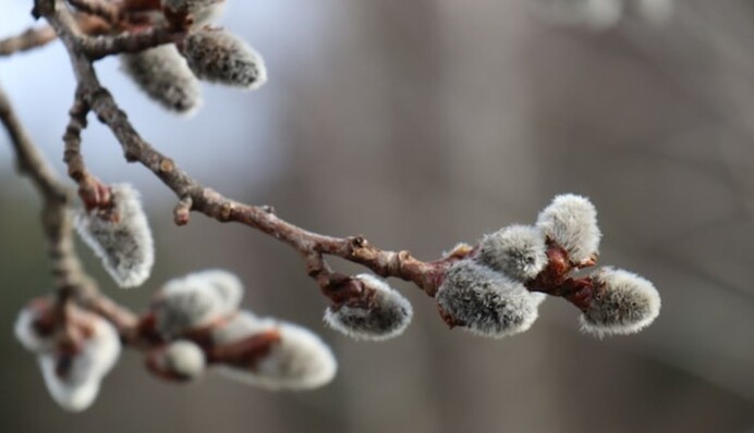 Вербное воскресенье отмечают 2 апреля: какие традиции, запреты и поверья имеет праздник