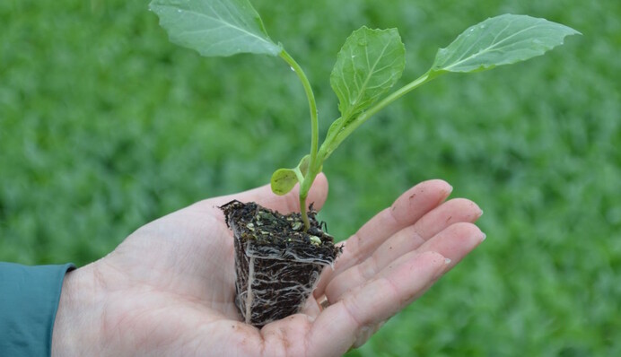 Что делать, чтобы рассада капусты не вытягивалась: главные правила