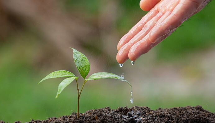 Какой водой лучше поливать рассаду, чтобы она выросла крепкой и здоровой
