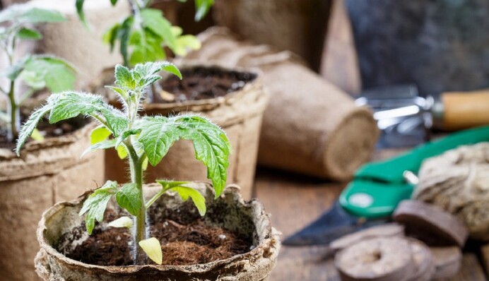 Как защитить корни рассады от гнили: 6 важных советов