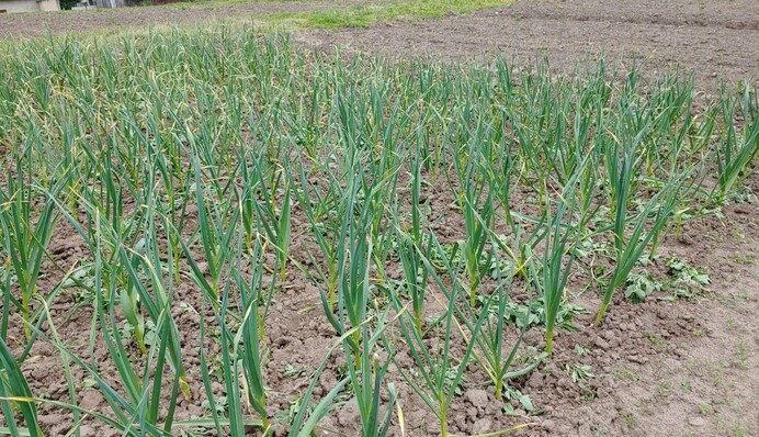 Как спасти озимый чеснок и лук, которые начали желтеть на грядке