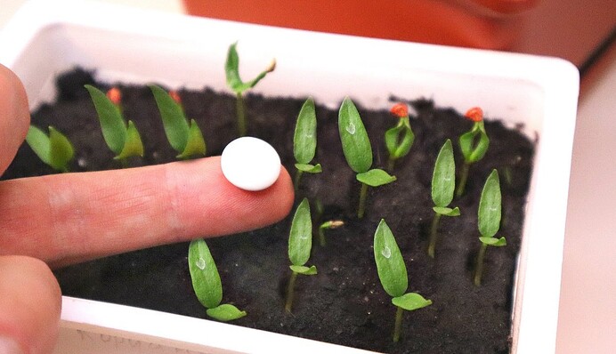 Как подкормить рассаду аспирином и в чем польза такого полива