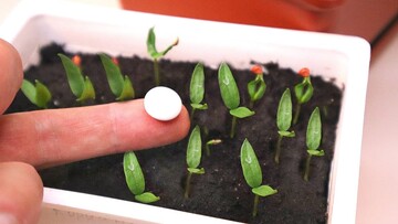 Як підживити розсаду аспірином і в чому користь такого поливу