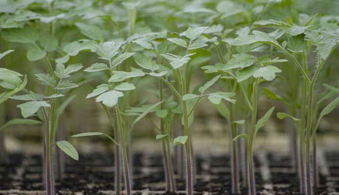 Когда высаживать рассаду помидоров в апреле, чтобы получить хороший урожай