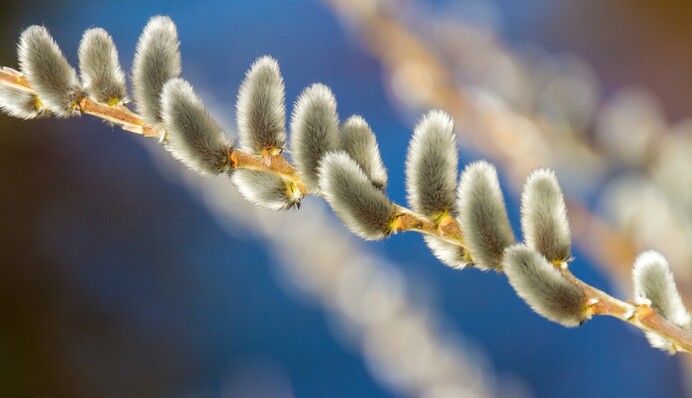 На Вербное воскресенье нельзя стирать и сплетничать: главные запреты большого праздника