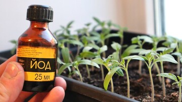 Як підживити розсаду йодом і в чому користь такого поливу