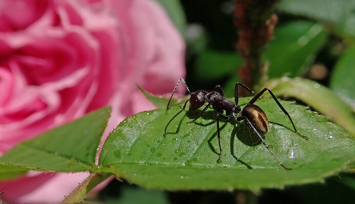 Як вивести мурах у саду і на городі: простий спосіб з борною кислотою