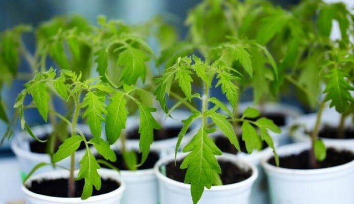 Помидоры дадут богатый урожай: рецепт подкормки для рассады