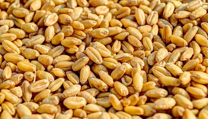 Польша по зернышку клюет: почему страны ЕС запрещают аграрный импорт из Украины