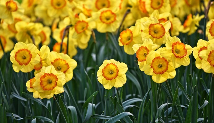 Что делать с нарциссами после цветения: правило опытных садоводов