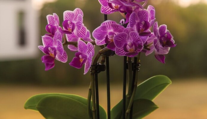 Как стимулировать повторное цветение орхидей: эксперты поделились опытом