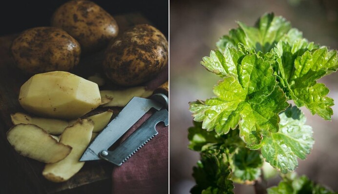 Картопляне лушпиння - сильне добриво: для яких рослин воно підходить
