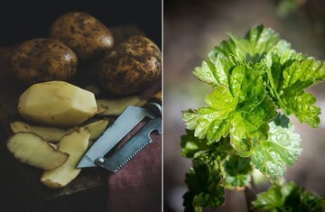 Картопляне лушпиння - сильне добриво: для яких рослин воно підходить