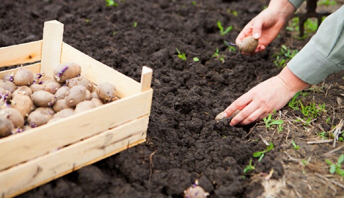 Не садите густо: главные ошибки при посадке картофеля, портящие урожай