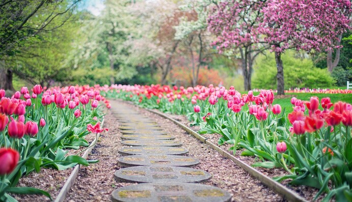 Что делать с тюльпанами после цветения: полезные советы садоводам