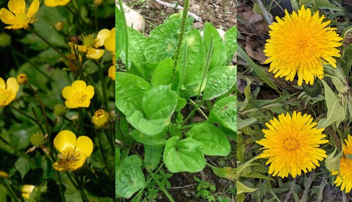 Три сорняка на огороде указывают на проблемы с почвой: как их распознать