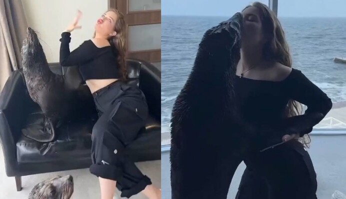 Издевательство над животными: детали скандала с дельфинарием 