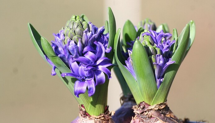 Как ухаживать за гиацинтами до и после цветения: советы знатоков садоводства