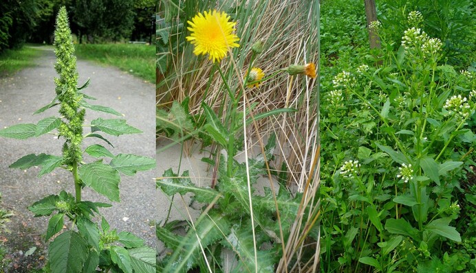 Як визначити родючий ґрунт по бур'янам: 5 рослин, на які варто звернути увагу