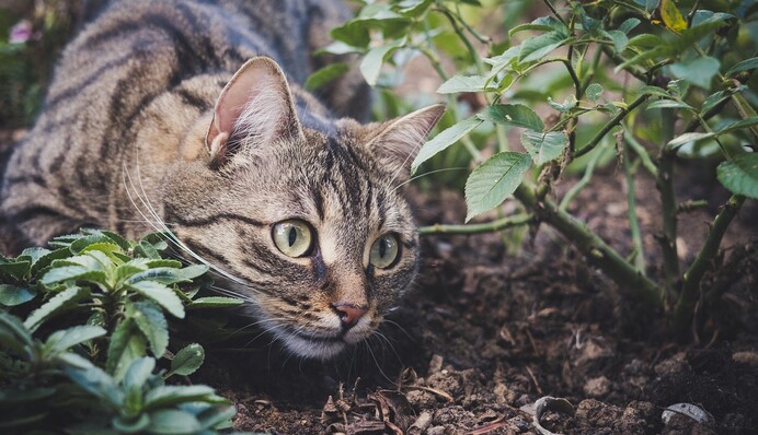 Кухонна спеція допоможе відлякати котів, які псують грядки і мітять рослини