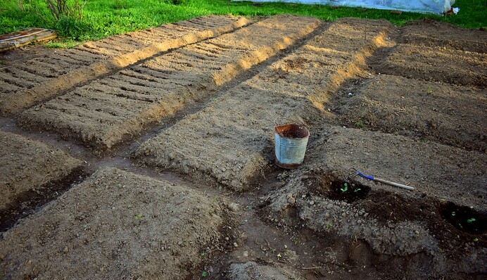 Когда садить картошку, а когда – огурцы: календарь садовода на май 2023 года