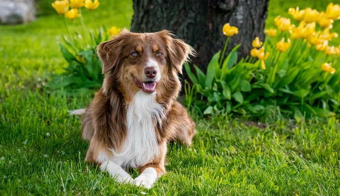 Ростуть у садах і парках: які поширені квіти небезпечні для собак