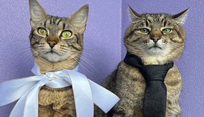 Одружився з француженкою: кіт Степан і його кохана Стефанія отримали свідоцтво про шлюб