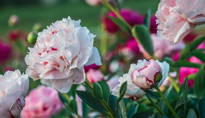 Чим підживити півонії, щоб пишно цвіли: поради досвідчених садівників