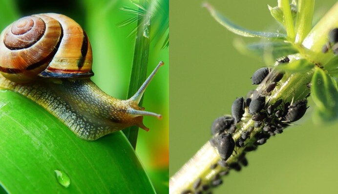 Як позбутися слимаків і попелиці на городі: народні засоби проти шкідників