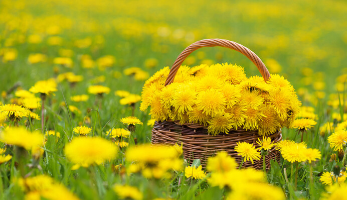 Спробуйте їх на смак: 7 їстівних рослин, які ми звикли вважати бур'янами