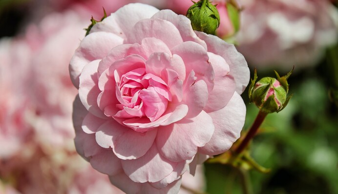 Чим обробити троянди в саду, щоб на них не напала попелиця: дієві народні засоби