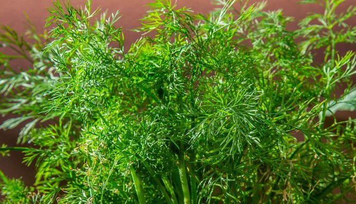 Как вырастить пышный и душистый укроп: советы опытных хозяев