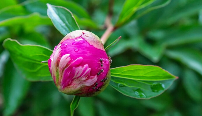 Муравьи на пионах: как избавиться от насекомых народными средствами без вреда для цветов