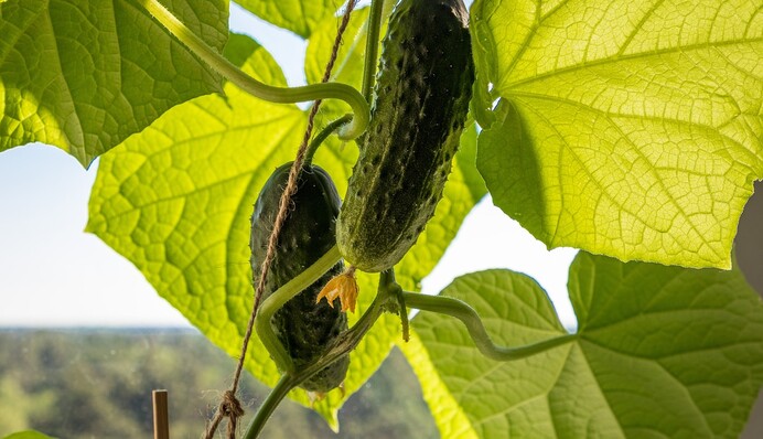 Как сажать огурцы, чтобы плоды не были горькими: советы для огородников