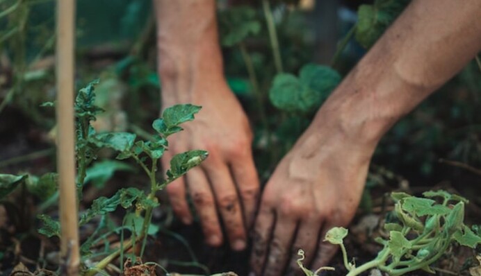 Как избавиться от пырея на огороде: несколько способов, которые действительно работают