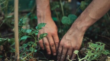 Как избавиться от пырея на огороде: несколько способов, которые действительно работают