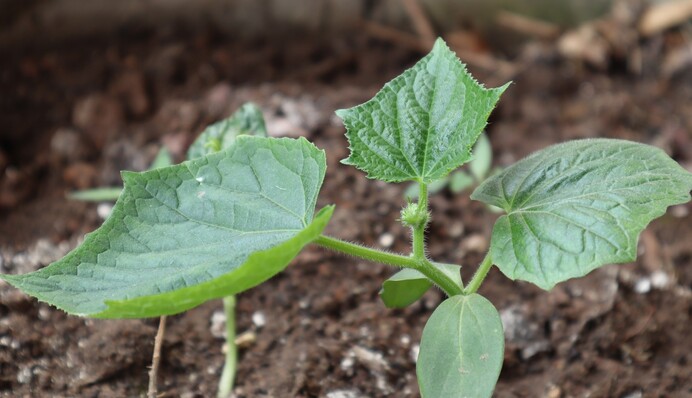 Коли необхідно пересіювати огірки, якщо вони не зійшли: названо максимальний термін