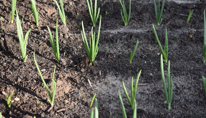 Як захистити цибулю і часник від цибулевої мухи: ефективний засіб від шкідника