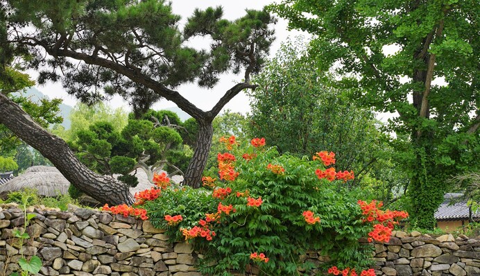 Сім рослин, які можуть захопити ділянку і забрати всі поживні речовини з ґрунту