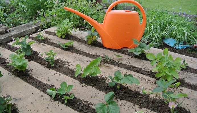 Чим підживити полуницю, щоб отримати здорові і соковиті ягоди: рецепти натуральних добрив