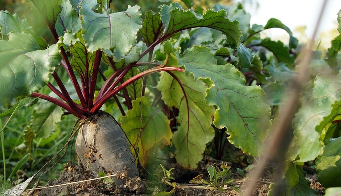 Чим поливати буряки, щоб отримати багатий врожай: спосіб досвідчених дачників