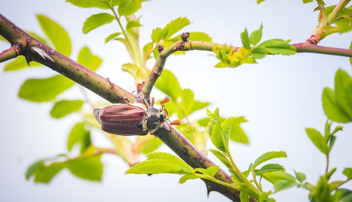 Три натуральні засоби, які допоможуть позбутися личинок хруща на городі